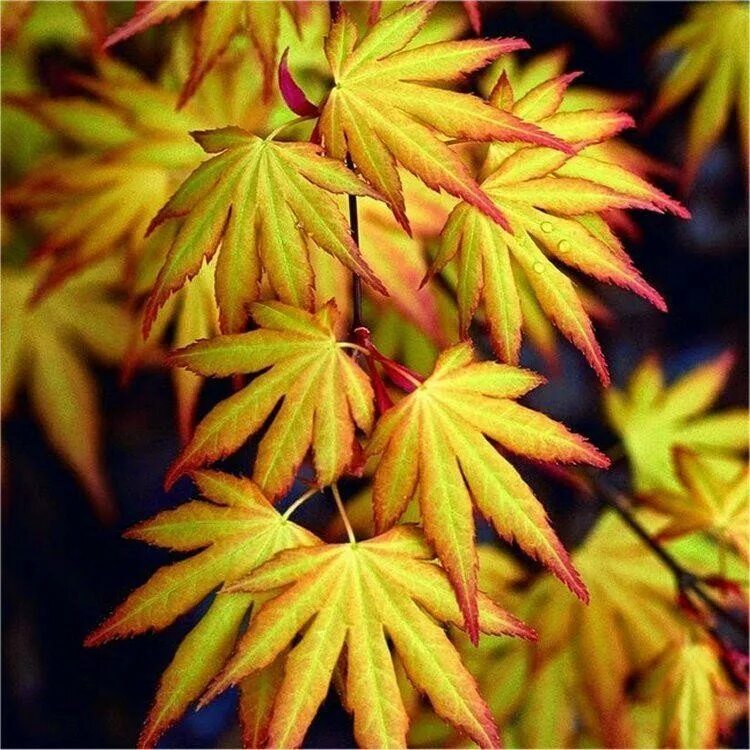 Японский сорт. Клен дланевидный/веерный (acer palmatum katsura). acer palmatum katsura. клен японский веерный acer palmatum. клен pal. katsura.