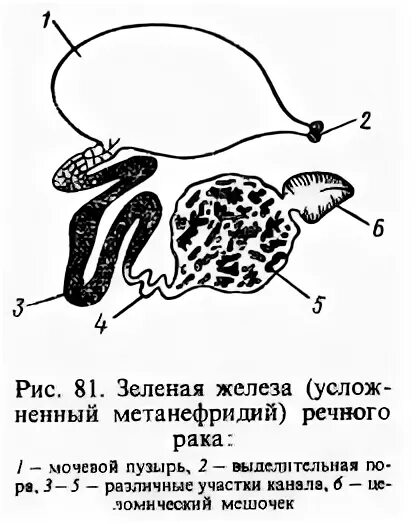 К какой системе относится зеленая железа. Зелёные железы у ракообразных. Зеленые железы у членистоногих это. Зелёные железы (антеннальные железы). Выделительная система ракообразных зеленые железы.