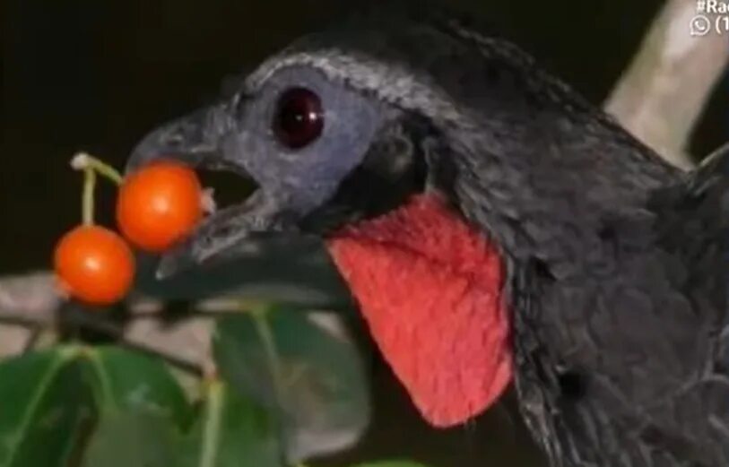 Аистообразная птица из бразилии. Бразильские птицы. Jacu Bird. Смешные птицы из Бразилии. Птицы Бразилии фото с названиями.