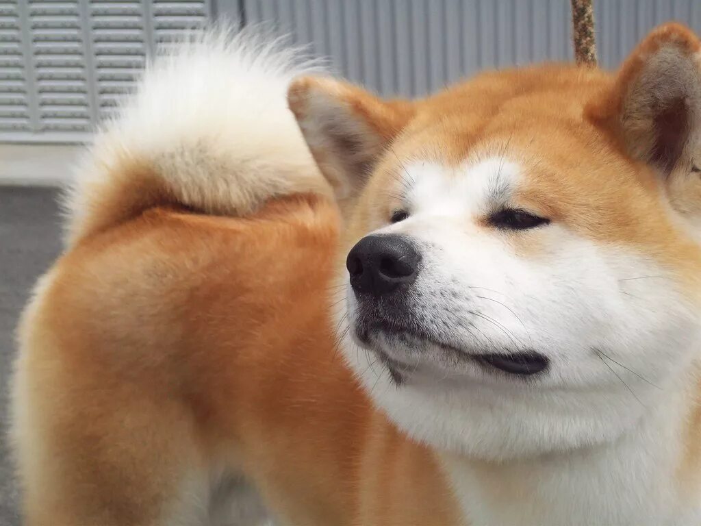 Японская собака 4 буквы. Акита-ину. Акиа Неру. Порода Акита ину. Порода Хатико Акита-ину.