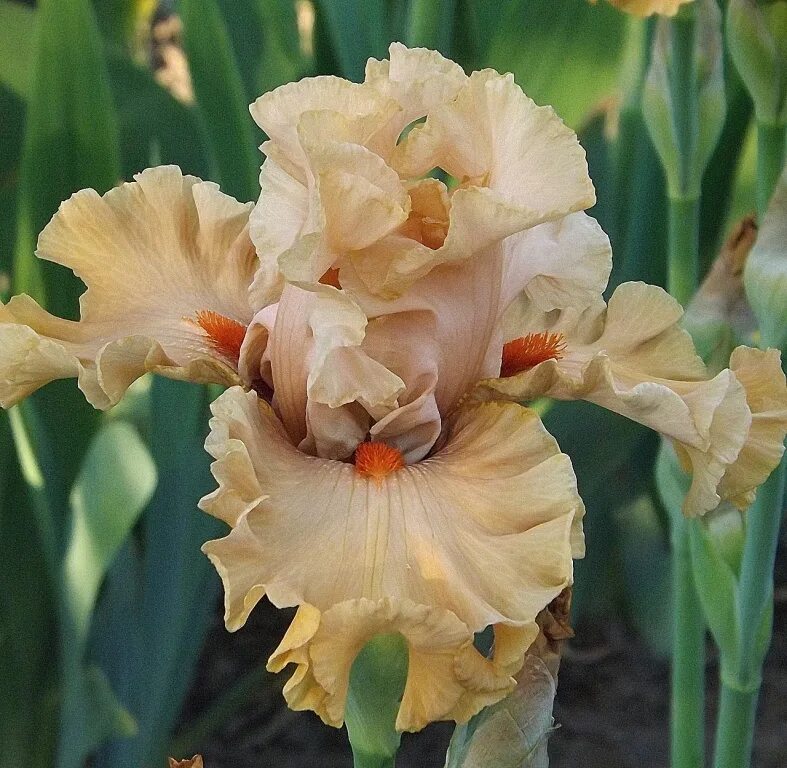 ирис coffee trader. ирис кофе трейдер. ирис бородатый coffee trader. ирис coffee whispers. Coffee cove ирис.