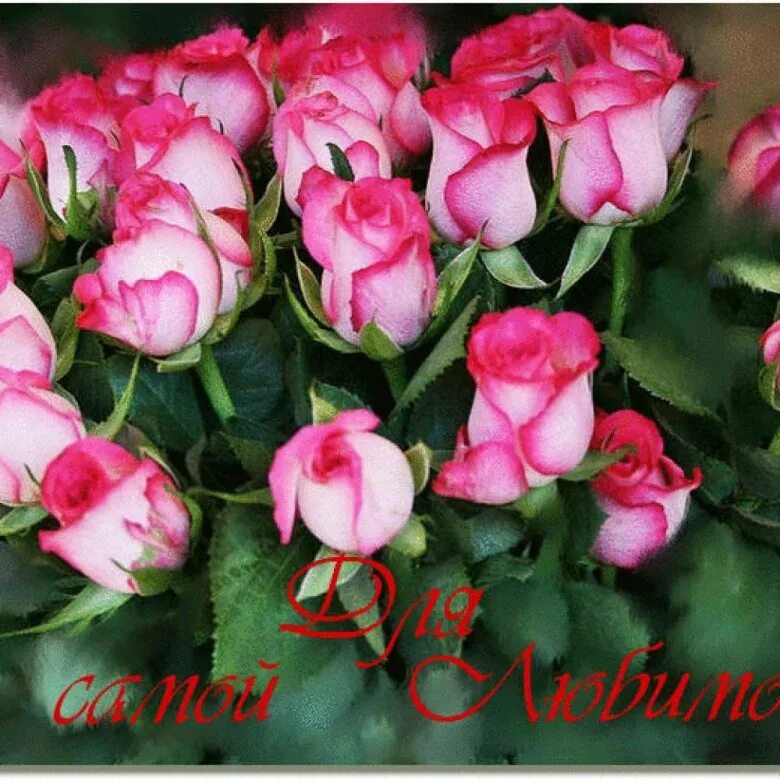 красивый букет. открытка любимой!. цветы для любимой. открытка цветы любимой девушке. открытка цветы любимой девушке.