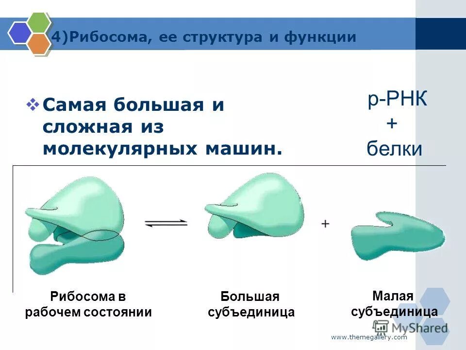 Рибосома процесс впр