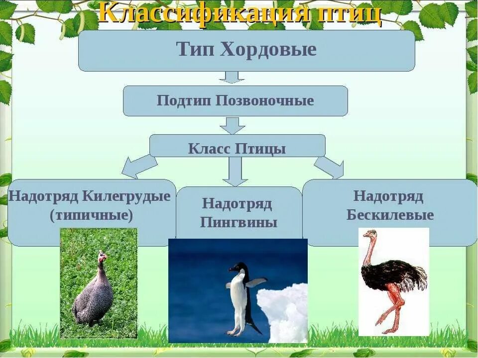 К подтипу позвоночных относятся