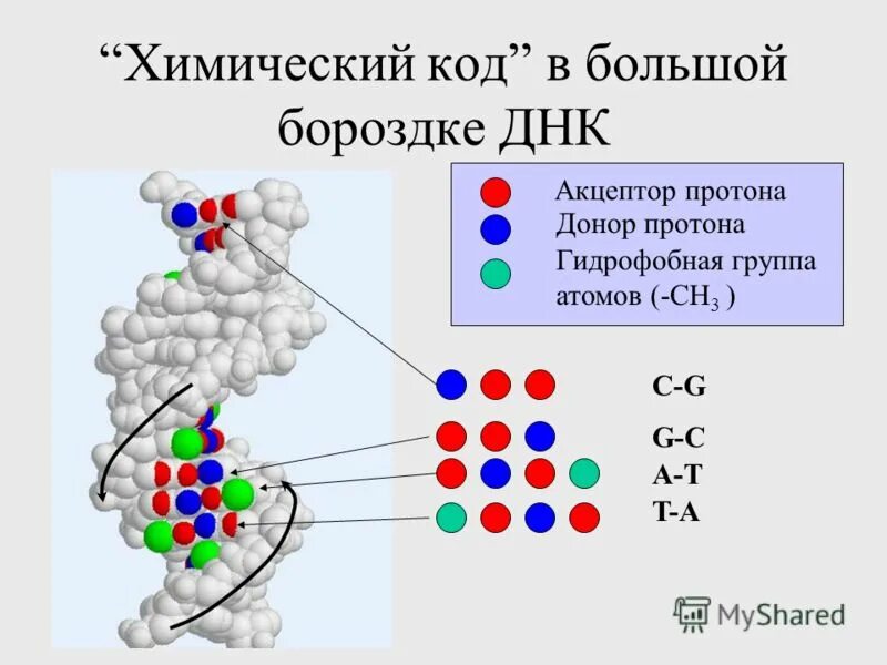 Атом групп. Атом групп
