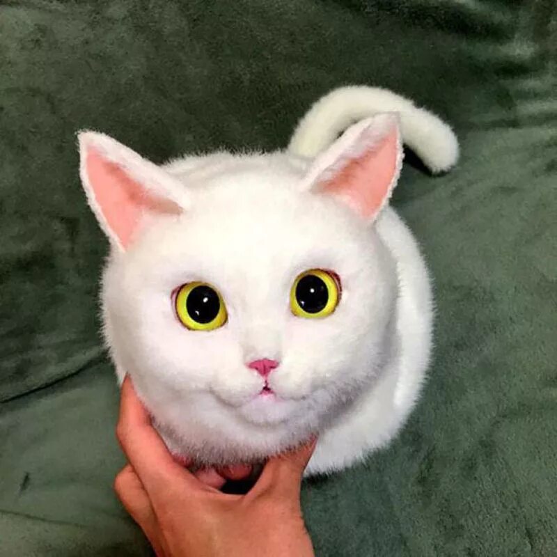 Кошка купить живая. Сумка кошка. Кот похожий на игрушку. Реалистичная сумка кошка. Японская белая кошка.