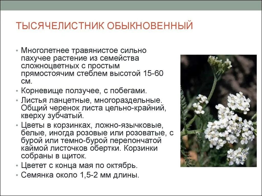 Тысячелистник инструкция по применению для чего. Лекарственное растение тысячелистник характеристика. тысячелистник обыкновенный лекарственные растения. тысячелистник описание лечебное растения. тысячелистник травник описание.