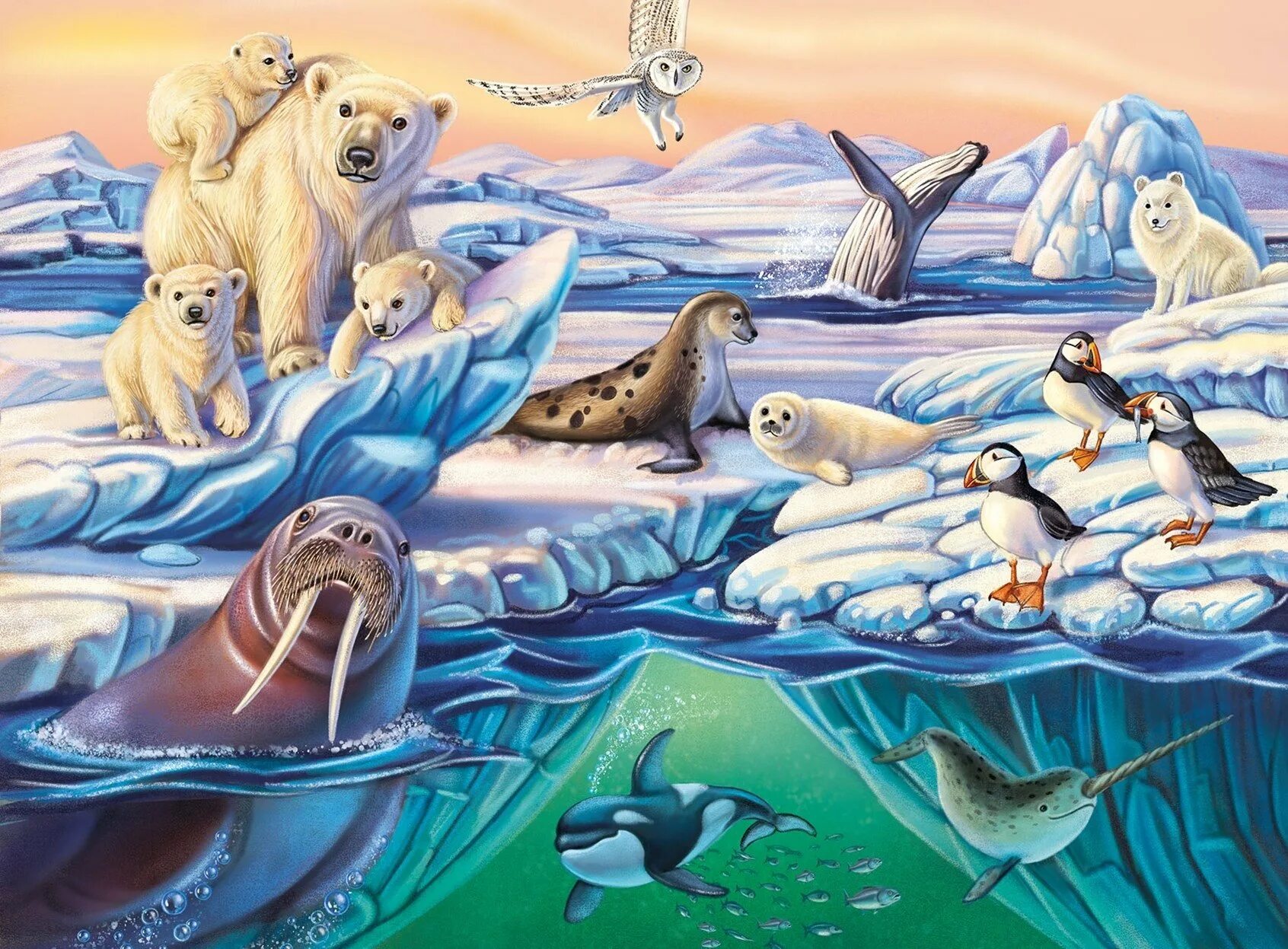 Обитатели полюсов. Северный полюс Арктика животные. Обитатели Северного полюса для детей.