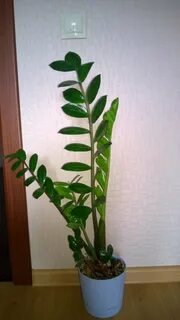 Продам отдам цветы