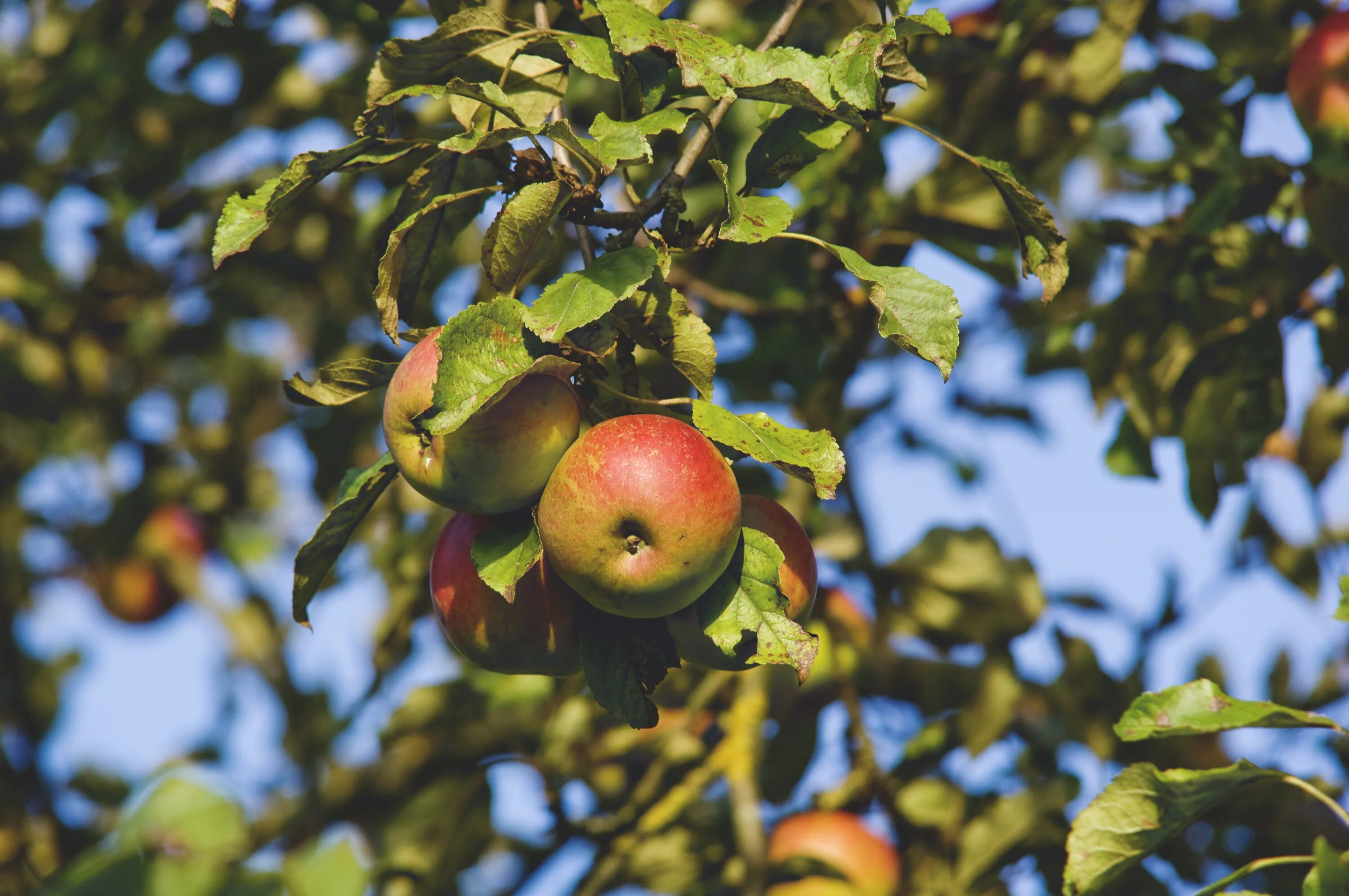 Яблоки на дереве во сне женщине. Яблоня apple. яблоня клоуз. яблоки пирос. дерево хайтан яблоня.