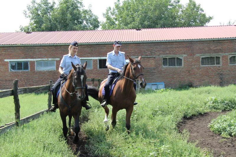 Конная полиция Краснодар. Краснодарский ипподром 7 конюшня. Краснодарский конный университет. Конная полиция Волгоград. Работа на конюшне