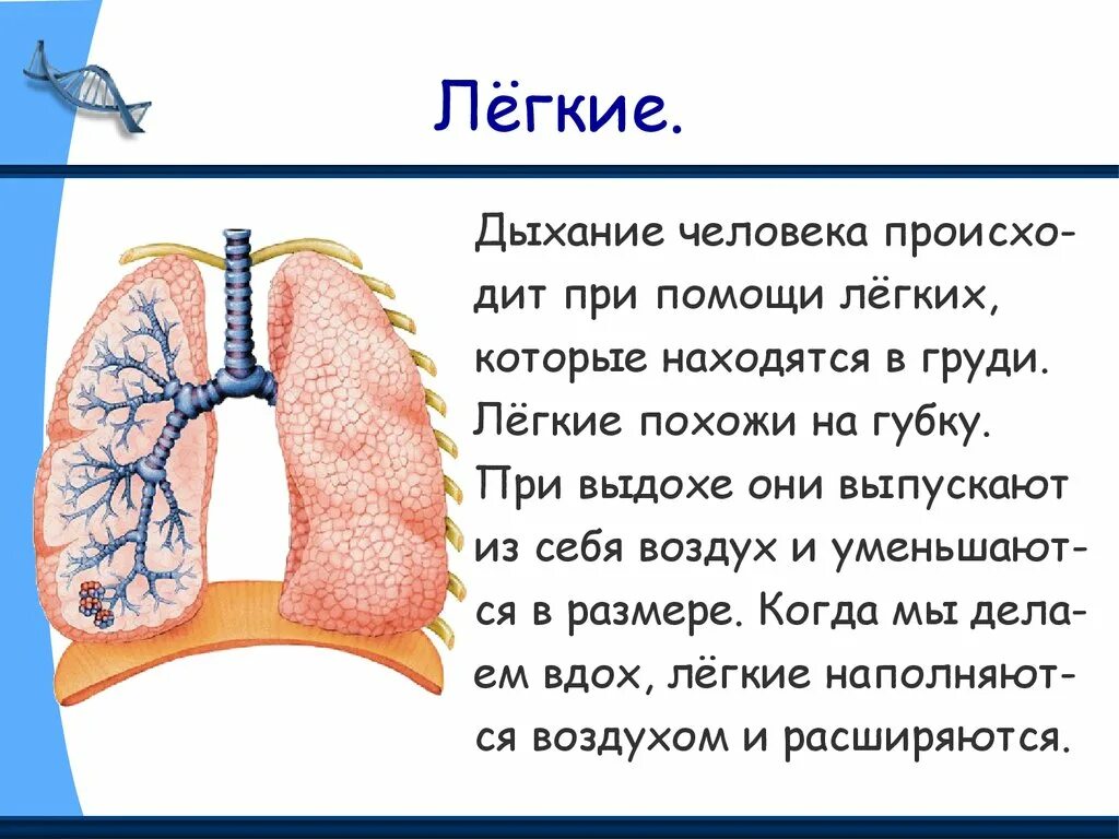 Легкие 8 класс кратко. Информация о легких. Описание лёгких. Информация про легкие.