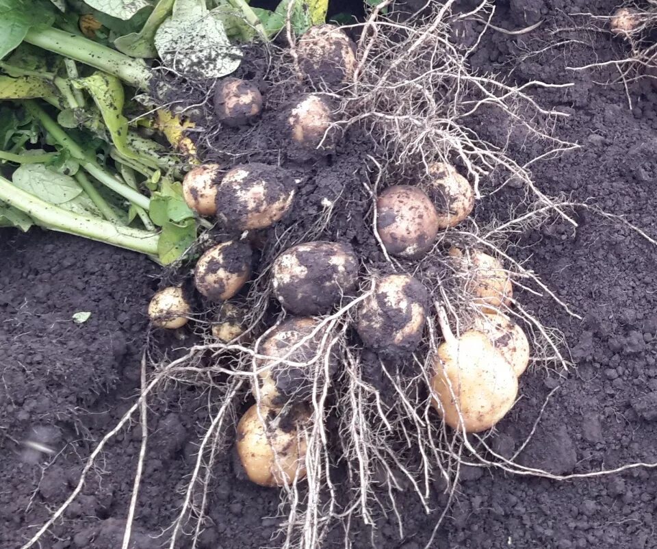 сорт картофеля мадейра пророщенные клубни. картофель с корешками. картошка картофель корень. батат и топинамбур. сеникация картофеля суперфосфатом.