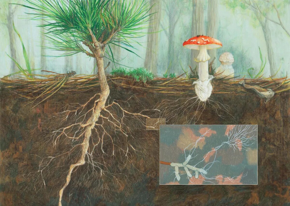 Как называется корень гриба. Симбиоз микориза и растений. Микориза гриба. Грибница микориза. Микориза грибокорень.