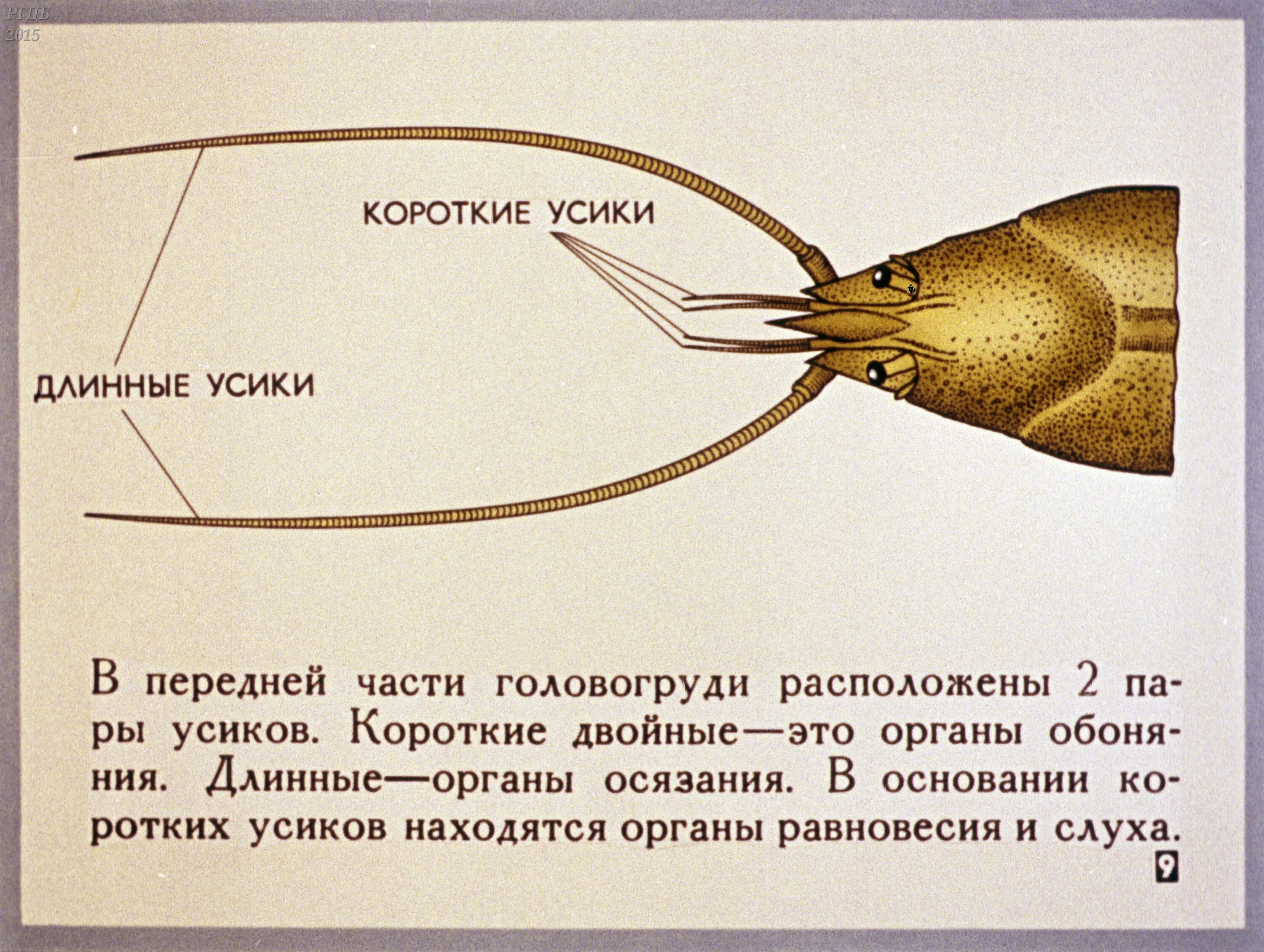 Усики речного рака