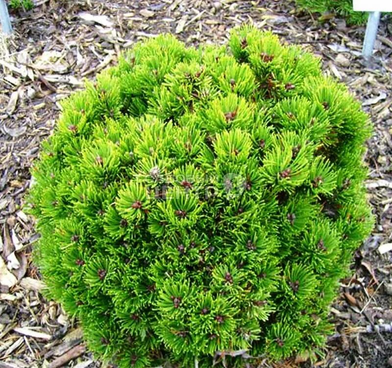 Сосна Пикобелла Горная. Сосна Pinus mugo Picobello. Сосна Горная Офир. Сосна Горная mugo Picobello. Хвойные недорого