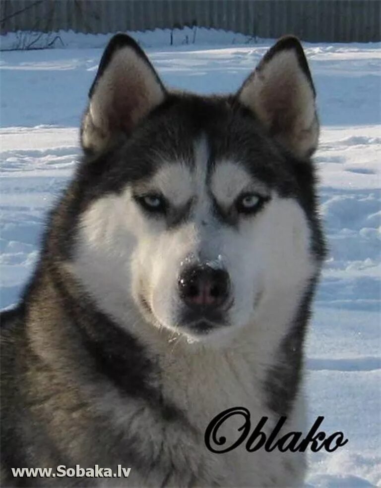 Старая хаски. Пожилая собака хаски. Старая хаски. Хаски порода собак хаски. Старая хаски.