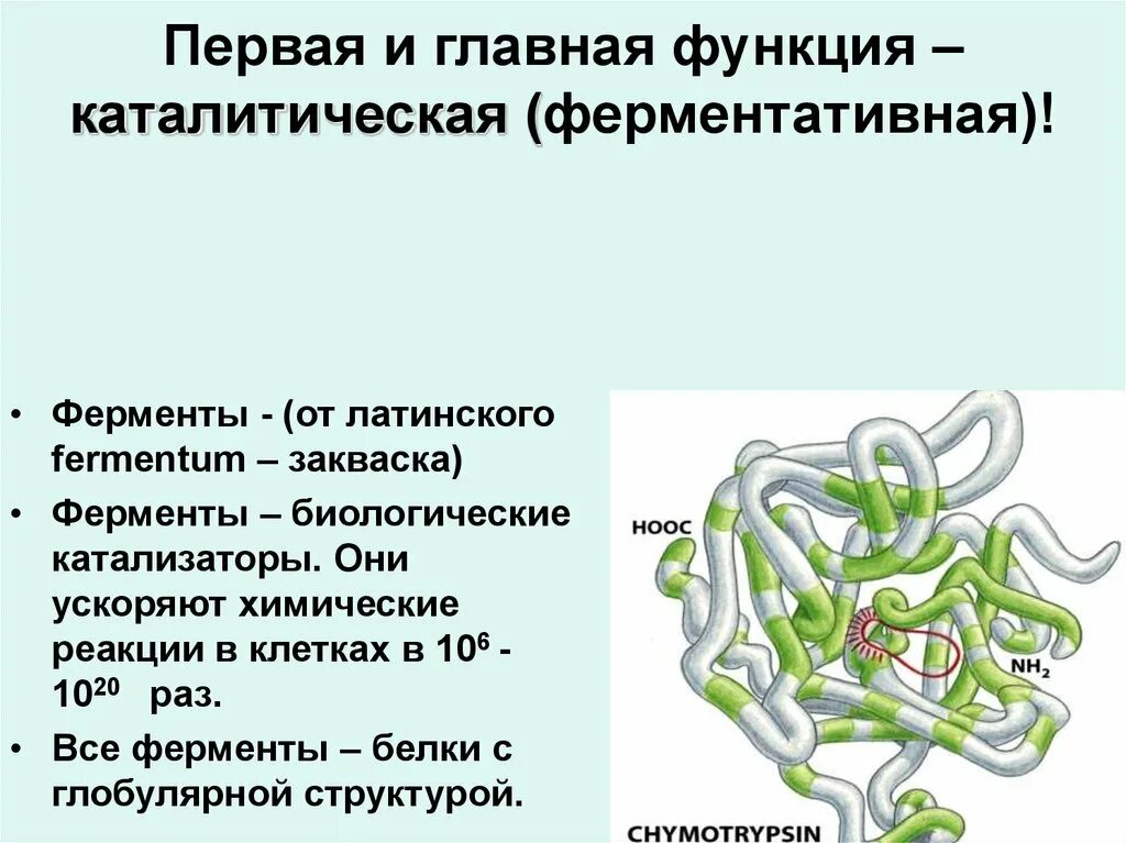 Функции белков ферментов. Функции белков ускоряют химические реакции.