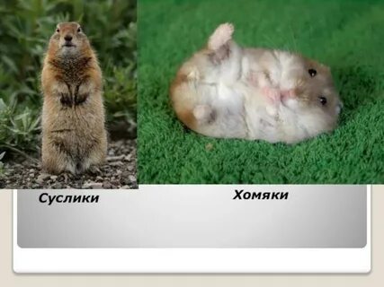 Новое слово в хомяке 13 июня