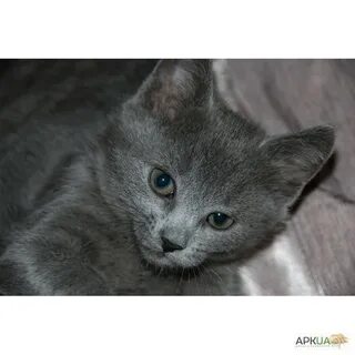 Русский кот 5
