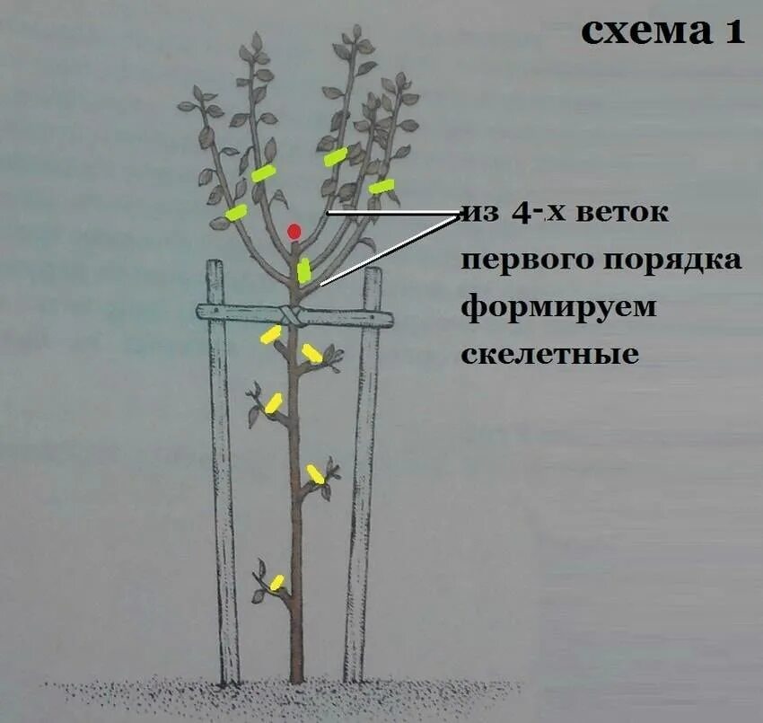 Как подрезать сливу. Обрезать сливу осенью схема.