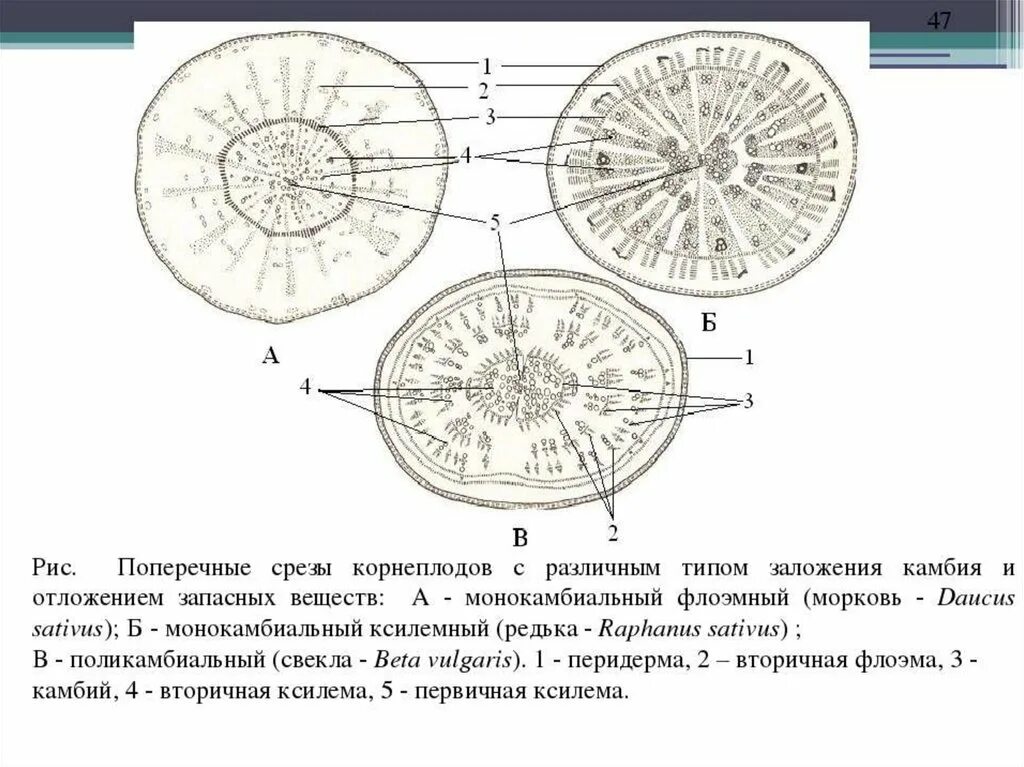 Срезы c
