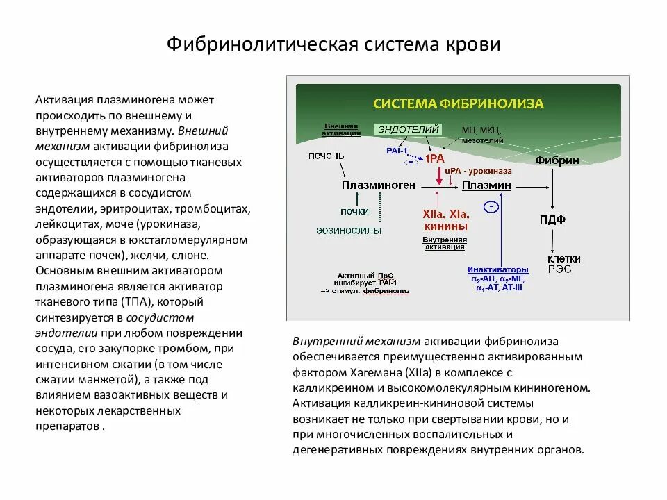 Нормальное значение фактора