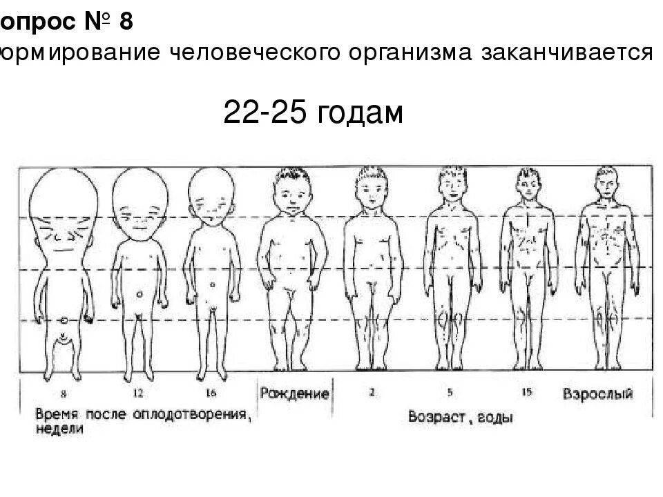 До скольки лет живут половой. Формирование человеческого организма завершается к. Неравномерность роста в онтогенезе человека. Формирование человеческого организма заканчивается к. Развитие тела человека с возрастом.