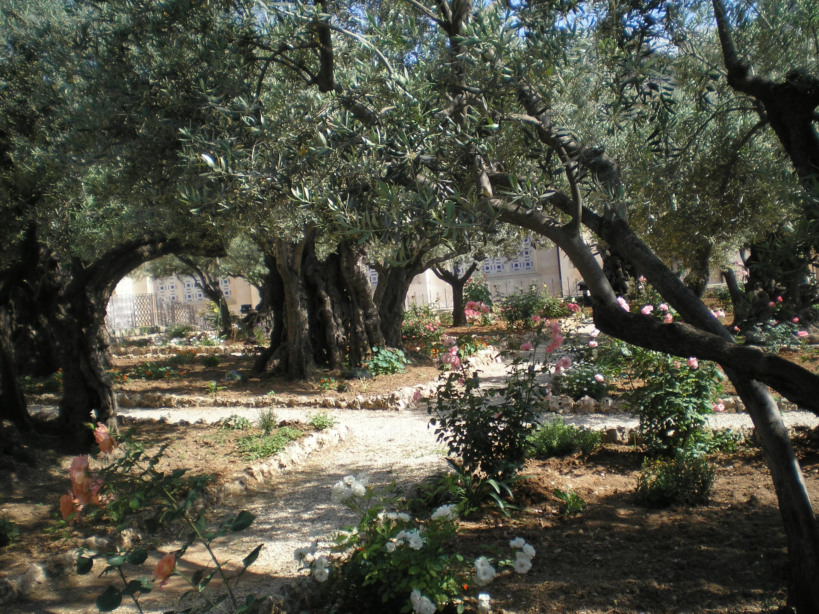 Гефсимания иерусалим. Гефсиманский сад масличной горы. Сад древних олив израйль. Гефсиманский сад масличной горы. Иерусалим.