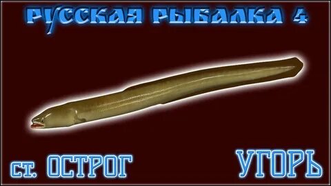 Князь угорь