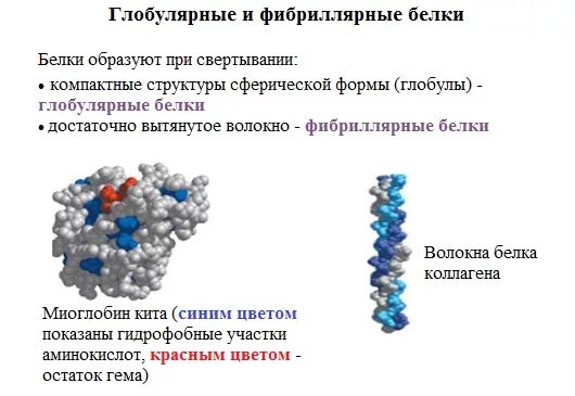 Форма глобулы белка. Третичная структура белков фибриллярные и глобулярные белки. Структура глобулярных белков. Фибриллярные и глобулярные белки структура. Глобулярная и фибриллярная структура белков.