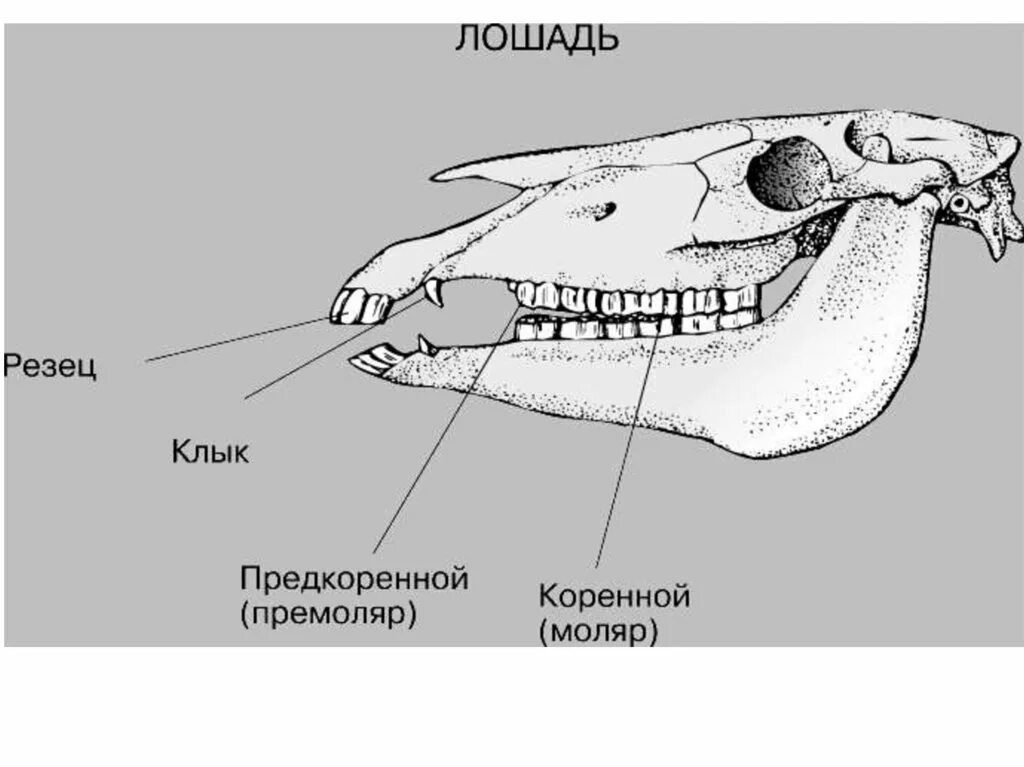 Зубная система млекопитающих анатомия. Строение зубной системы лошади. Строение зубов хищных млекопитающих. Строение зуба лошади анатомия.