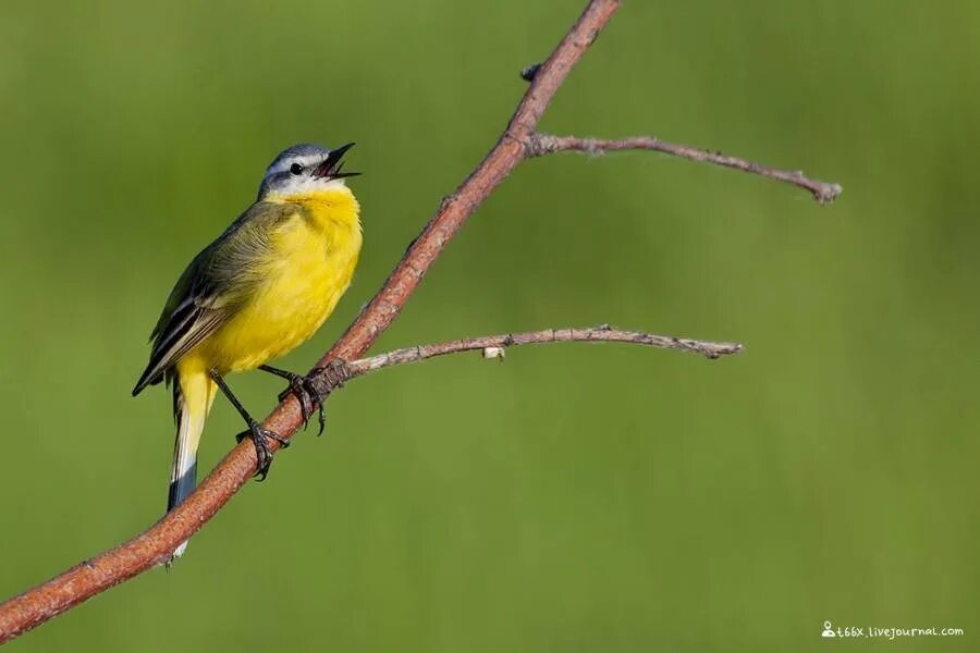 Птицы челябинска. Крупные птицы челябинской области. Птицы челябинской области. Птицы челяб обл. Название птиц челябинской.
