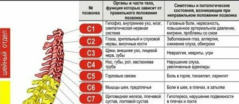 Позвонок с5 с6 где