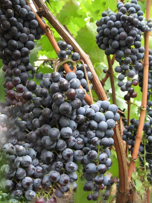 Сорт винограда саперави. Плечистик северный виноград описание. Плечистик сорт винограда. Виноград северный плечистик описание сорта фото. Виноград памяти домбковской.