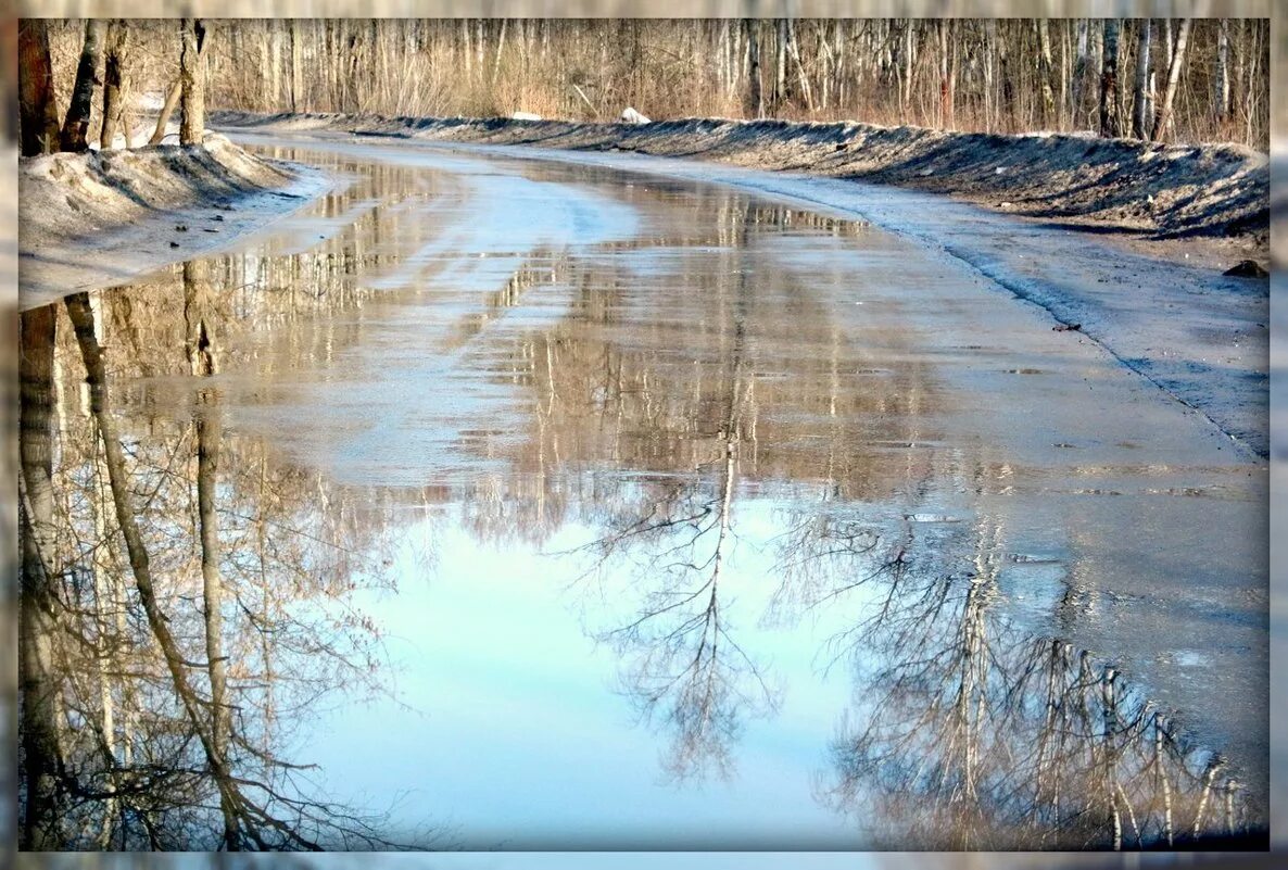 Мокрый снег с дождем. Весна лужи. Дерево под дождем. Весна дождь. Дождь в декабре.