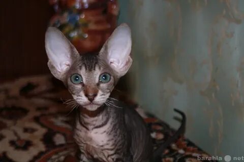 Котенок сфинкс спб