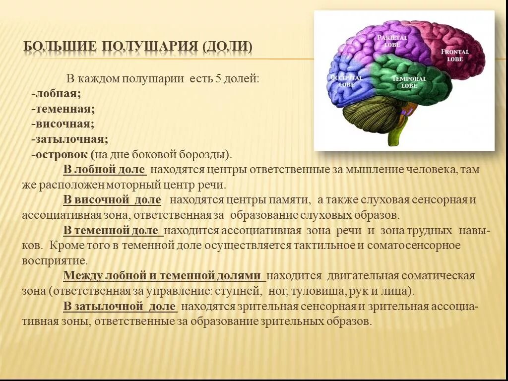 В затылочной доле мозга расположены. Строение функции долей мозг. Функция лобной доли конечного мозга. Доли полушария большого мозга строение и функция.