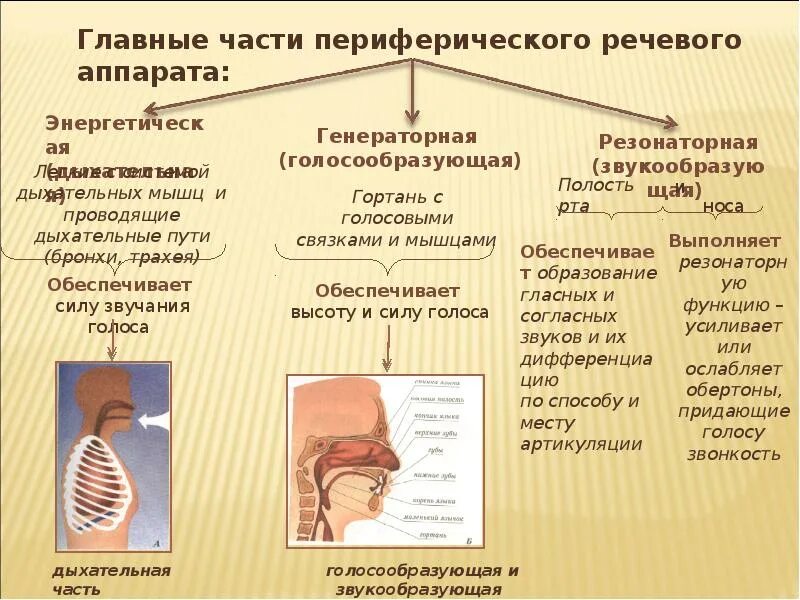 Центральным отделом речевого аппарата является. Строение артикуляционного отдела речевого аппарата. строение и функционирование периферического речевого аппарата.