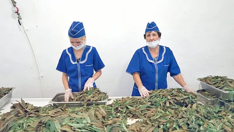 Госэкспертиза рб официальный сайт. Гау рб «макаровский лесхоз». Гау рс(я) «рцмрисм». Молочная кухня. Гау рб.