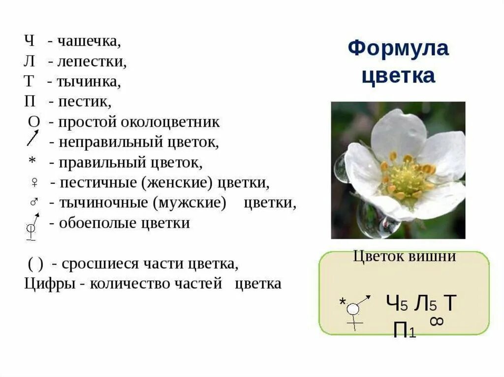 Ч5л5т бесконечность. Ч5л5т бесконечность