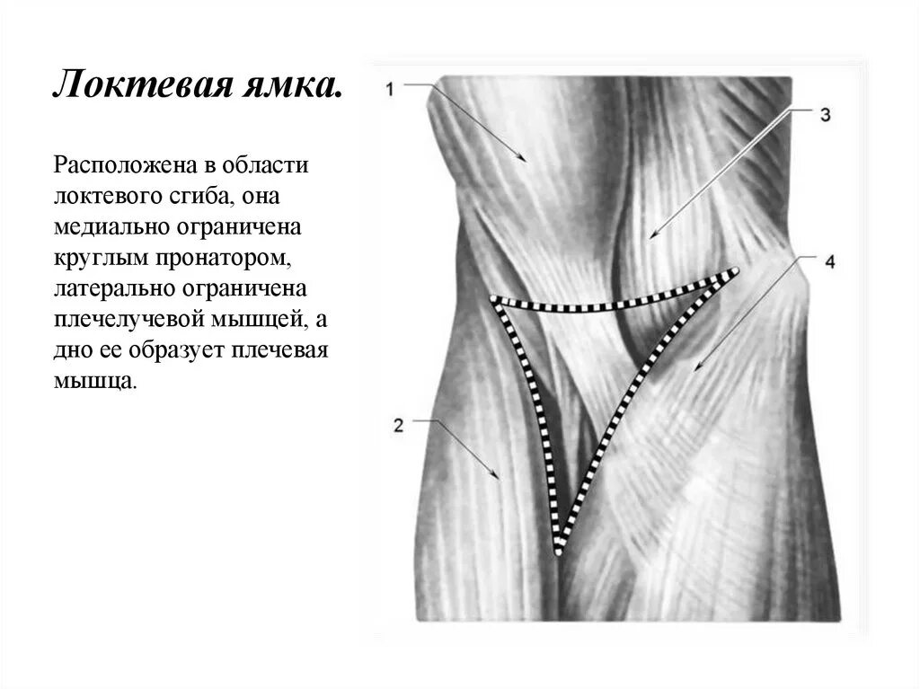 Локтевая ямка топографическая анатомия. Локтевая ямка топографическая анатомия. Локтевая ямка содержимое. Топография локтевой ямки. Локтевая ямка анатомия границы.