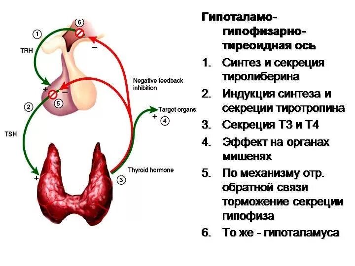 Механизм регуляции секреции гормонов щитовидной железы. Секреция гормонов щитовидной железы схема. Механизм отрицательной обратной связи щитовидная железа. Схема выработки гормонов щитовидной железы. Тиреотропный гормон гипофиза