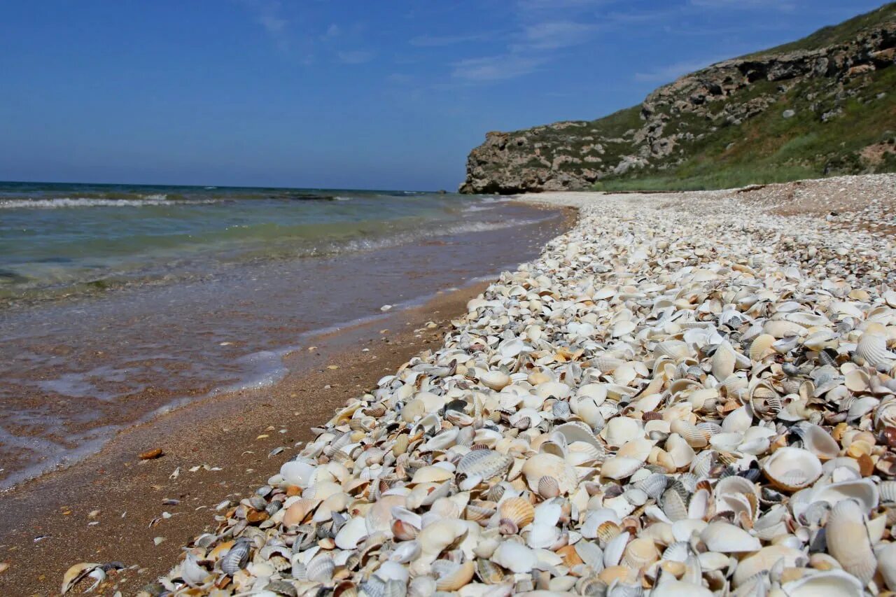 Ракушечный пляж на азовском море. Азовские ракушки. Устрицы в азовском море. Должанская коса ракушечный пляж. Ракушечный пляж на азовском море.