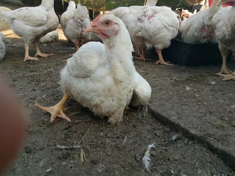 болезни бройлеров кобб 500. причина бройлеры садятся на ноги. курица упала на ноги что делать. курица упала на ноги что делать. курица не может поднять голову падает.