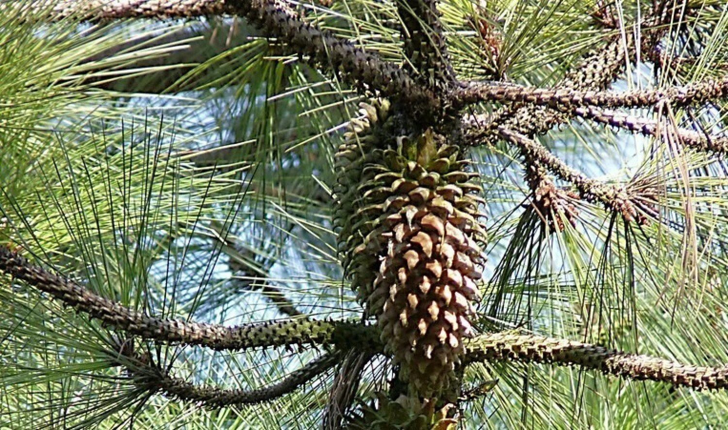 Nature Plant Pine Fruit Tree-12 Inch BY 18 Inch Laminated Poster With Bright Col
