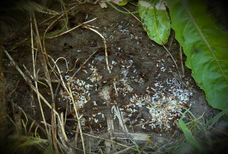 Борьба с муравьями на участке. Муравейник в огороде. Чёрные муравьи в огороде. Муравейники черных садовых муравьев.