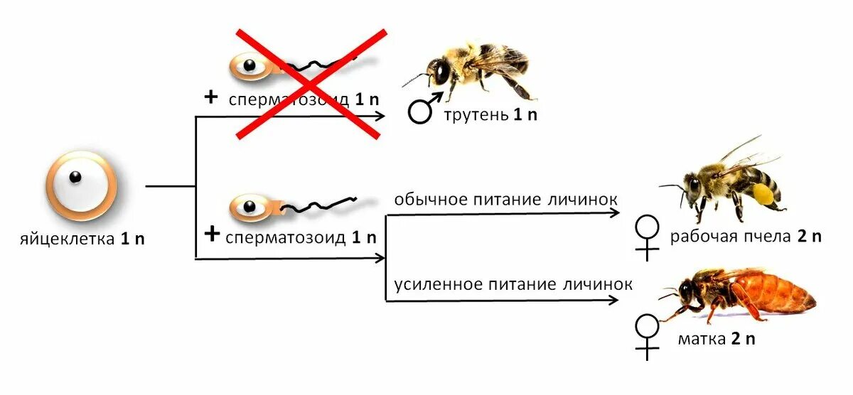 Размножается партеногенетически. Партеногенез у пчел схема. Размножение пчел партеногенез. Размножение пчел схема. Пчелиная семья партеногенез.