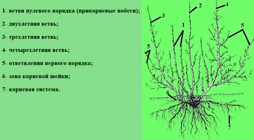 Строение куста красной смородины. Строение куста смородины схема. Схема обрезки красной смородины весной. Схема обрезки крыжовника осенью.