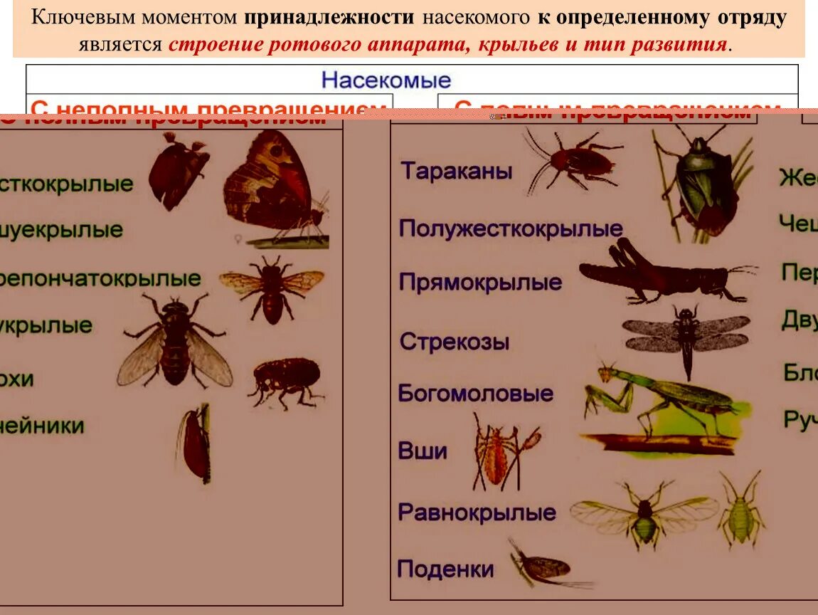 Какой тип развития характерен для виноградной. Отряды насекомых таблица. Отряды насекомых схема. Представители класса насекомые. Отряды насекомых Эволюция.